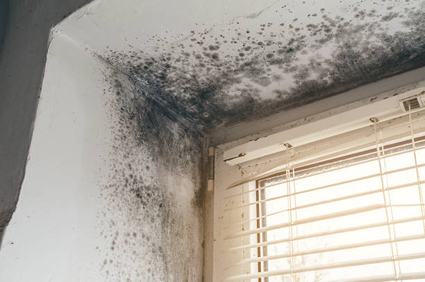 Affordable Mold Cleanup solutions in North Bend, OR